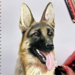 German Shepherd Drawings In Pencil
