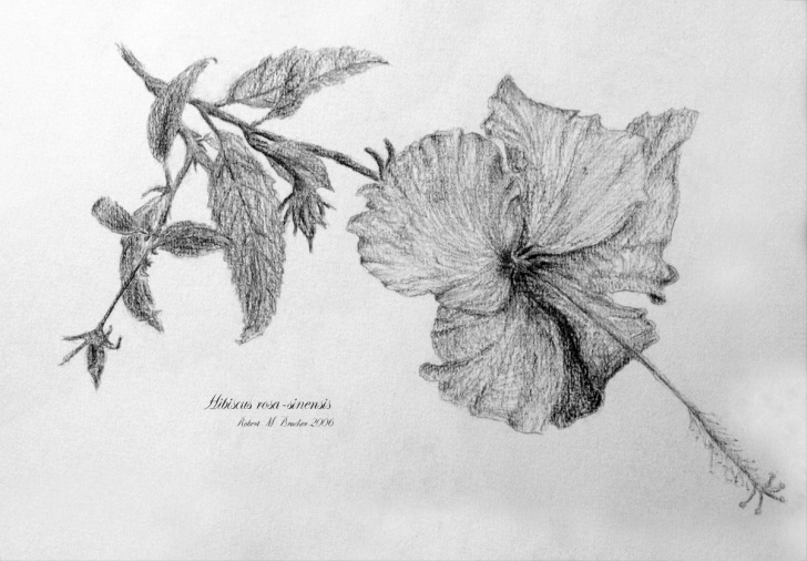 Learning Hibiscus Pencil Drawing Free Hibiscus Rosa-Sinenis, Pencil Drawing | Live In Symbiosis Picture