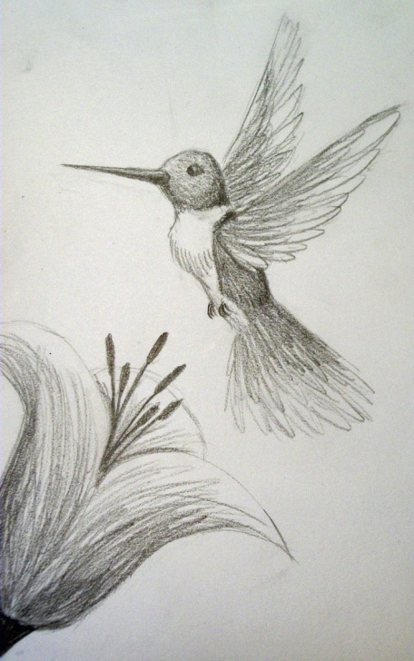 Learning Hummingbird Drawings In Pencil Step by Step Drawings Of Hummingbirds And Flowers At Paintingvalley | Explore Picture