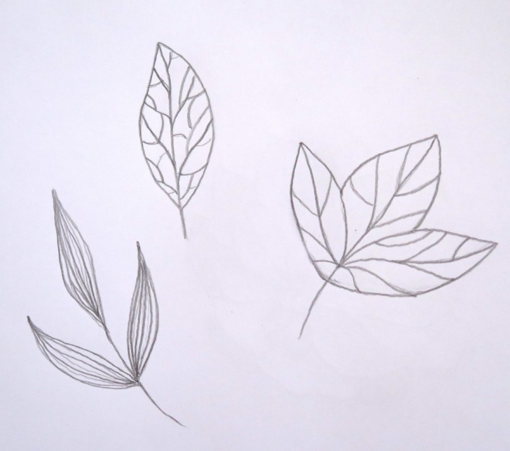 Learning Leaf Pencil Sketch Tutorial How To Turn A Sketch Into A Vector In Adobe Illustrator. How To Draw Pictures