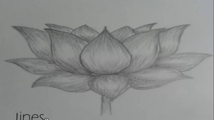 Learning Lotus Flower Pencil Drawing Courses How To Draw Lotus Flower Picture