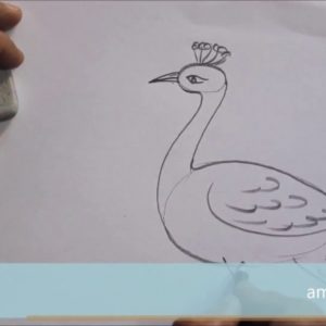 Peacock Pencil Drawing Step By Step