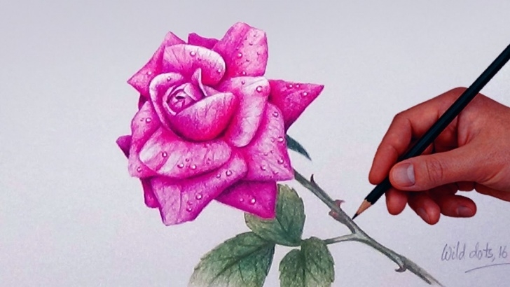 Learning Rose Color Pencil Drawing Simple How To Draw A Rose With Simple Colored Pencils | Photo