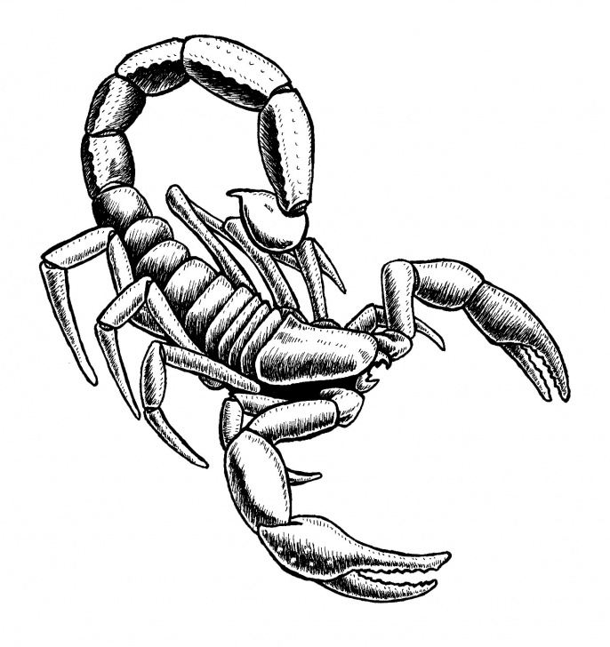 Learning Scorpion Pencil Drawing Lessons Scorpion Pencil Drawing At Paintingvalley | Explore Collection Pic