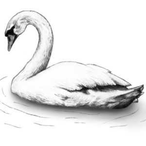 Swan Pencil Drawing