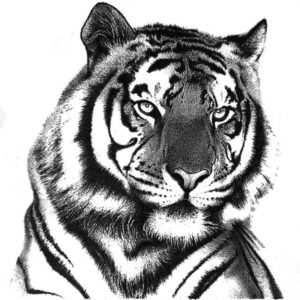Learning Tiger Pencil Sketch Tutorials Tiger In Pencil In 2019 | Things To Draw | Tiger Drawing, Pencil Image