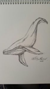 Learning Whale Pencil Drawing Easy By Jono Shepherd Whale #art #whale #sea #ocean #drawing #sketch Images