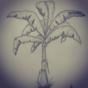 Banana Tree Pencil Drawing