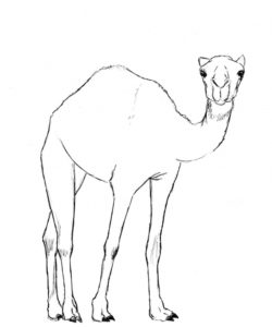 Marvelous Camel Pencil Drawing Lessons Draw Camel Pencil | The Gresham Home | Pencil Drawings Of Animals Image