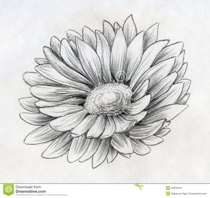 Marvelous Daisy Pencil Drawing Step by Step Daisy Drawings | Pencil Drawn Sketch Of A Single Daisy Flower With Pictures