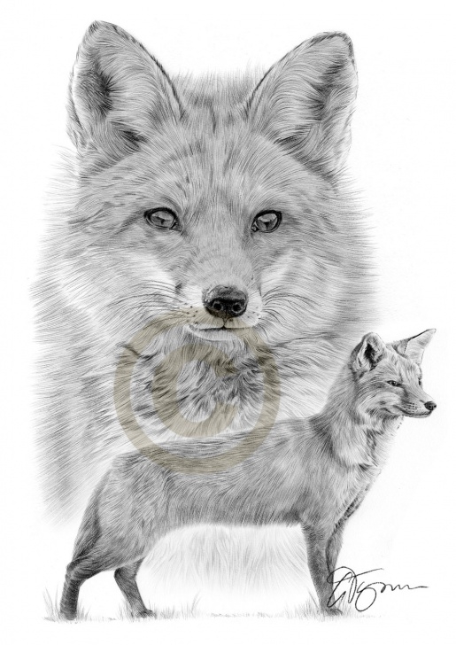 Marvelous Fox Pencil Drawing for Beginners Pencil Drawing Of Two Red Foxes By Artist Gary Tymon Pic