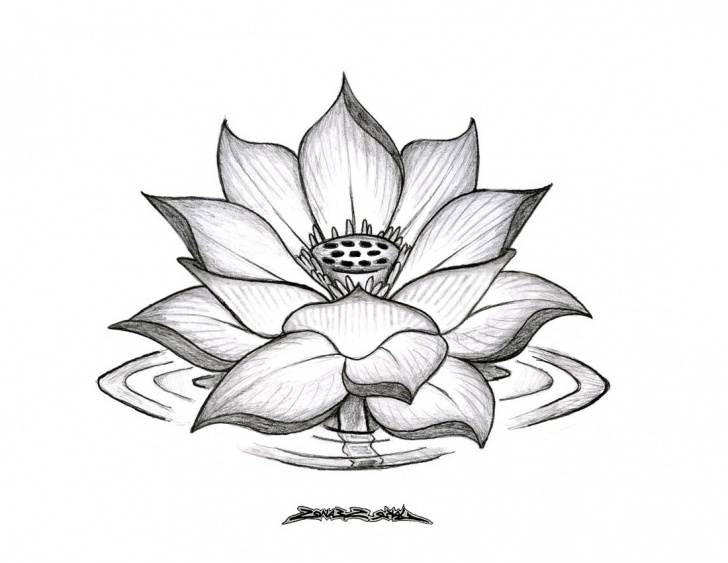 Marvelous Lotus Pencil Drawing Free Drawing Lotus Flower And Flower Pencil Sketches Lotus Pencil Image