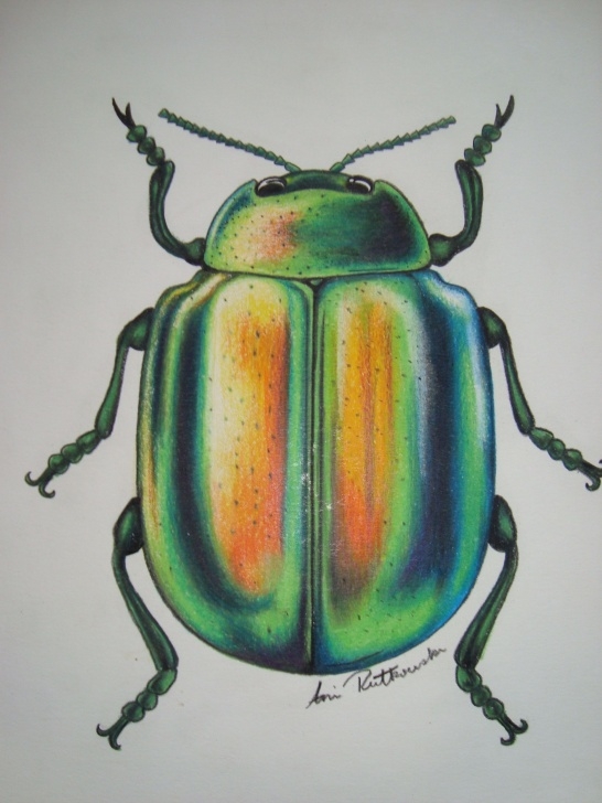 Marvelous Pencil Crayon Drawings for Beginners Pencil Crayon Green Beetle | Drawings In 2019 | Crayon Drawings Photos