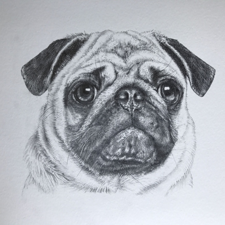 Marvelous Pug Pencil Drawing Tutorial Pug Pencil Drawing | The Art Of Pugs | Dog Pencil Drawing, Pencil Photos