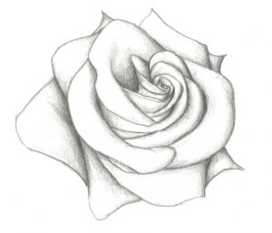 Marvelous Rose Pencil Drawing Step By Step Lessons Easy Pencil Drawing Of Rose 12 Model Easy Pencil Drawings Of Hearts Pics