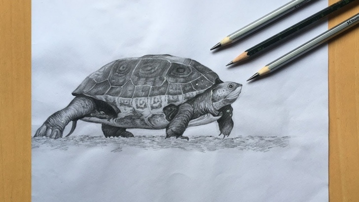 Marvelous Turtle Pencil Drawing Simple Turtle Drawing In Pencil | Sea Turtle Pencil Sketch Step By Step Picture