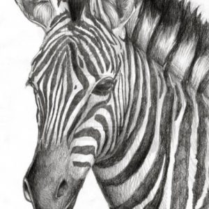Zebra Pencil Drawing