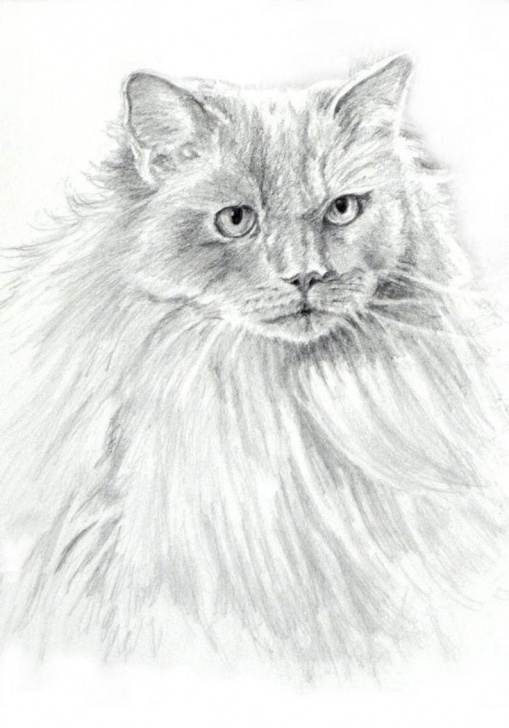Most Inspiring Cat Pencil Art Step by Step Ragdoll Cat Drawing Art Print, Ragdoll Cat B/w Print, Ragdoll Cat Pencil Art, Cat Drawing, Cat Pencil Drawing By P. Tarlow Image