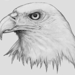 Eagle Pencil Drawing