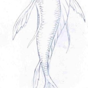 Fish Pencil Art