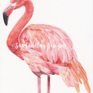 Flamingo Pencil Drawing