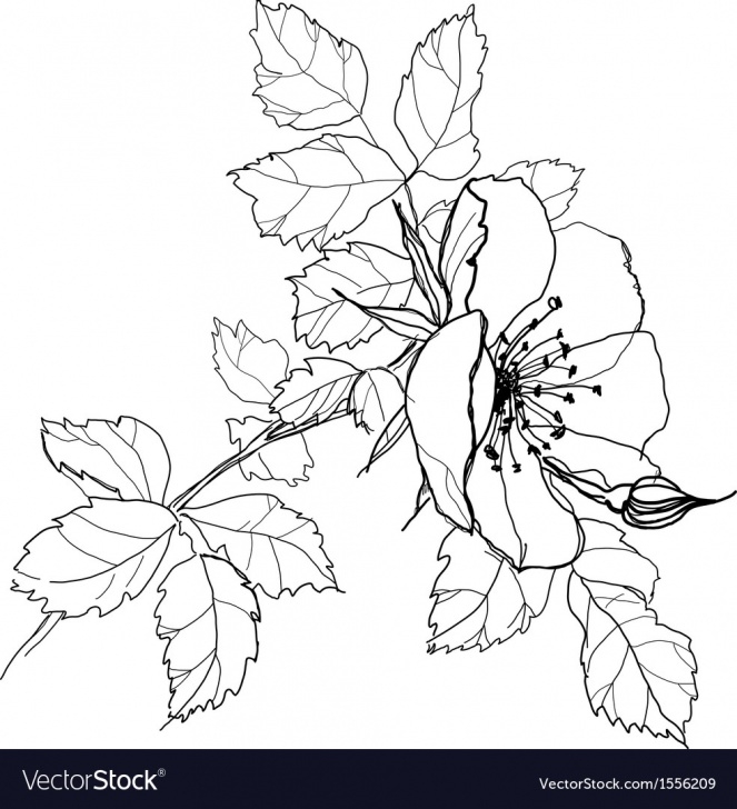 Most Inspiring Floral Pencil Drawings Lessons Rose Flower Pencil Drawing Photos