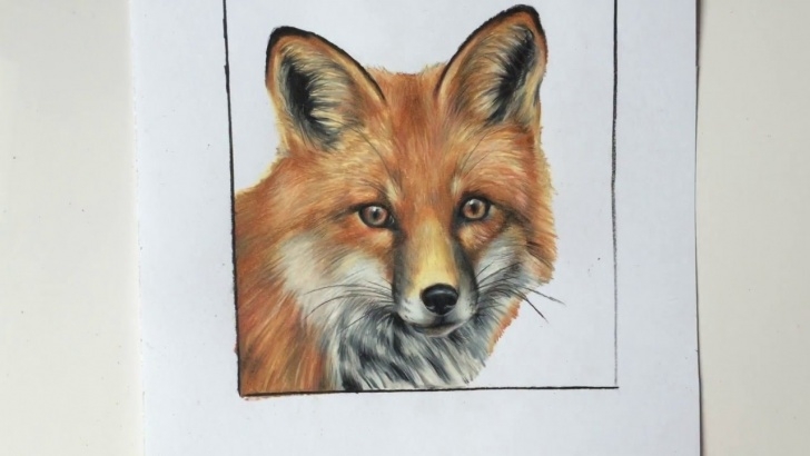 Most Inspiring Fox Pencil Drawing Courses Fox Colored Pencil Drawing Images
