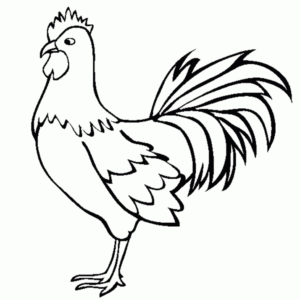 Hen Pencil Drawing