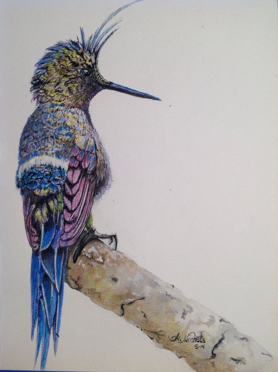 Most Inspiring Pencil And Watercolor Step by Step Wire-Crested Thorntail Colored Pencil And Watercolor (For Sale See Photo
