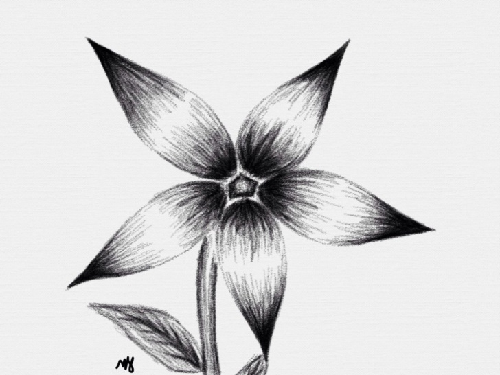 Most Inspiring Pencil Shading Flowers Tutorials Easy Pencil Shading Drawings Flower And Flowers Pencil Shading Pic