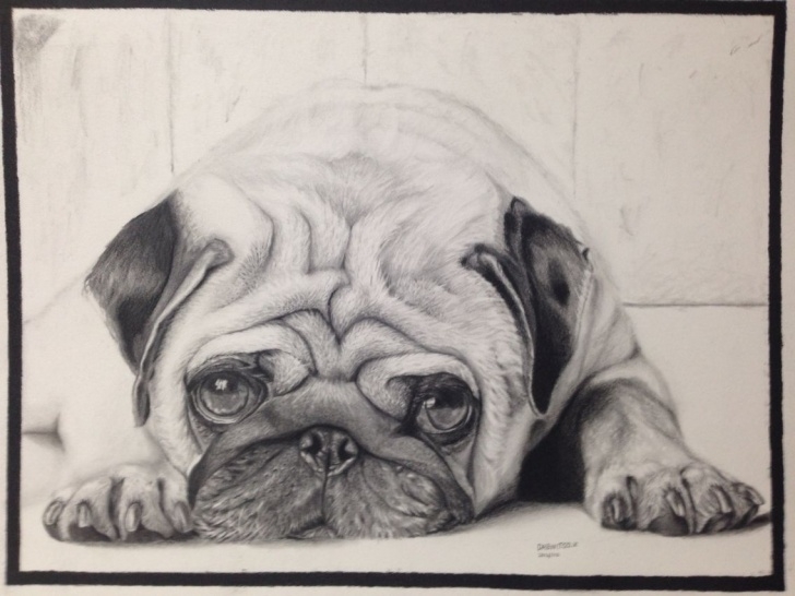 Most Inspiring Pug Pencil Drawing Easy Pug Dog Pencil Drawing — Steemit Pic