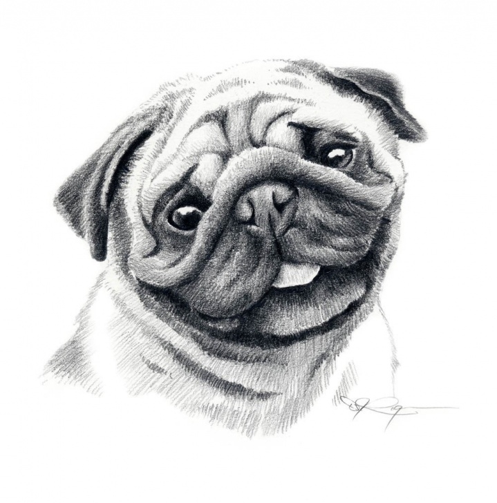 Most Inspiring Pug Pencil Drawing Step by Step Pug Dog Pencil Drawing Art Print By Artist Dj Rogers Image