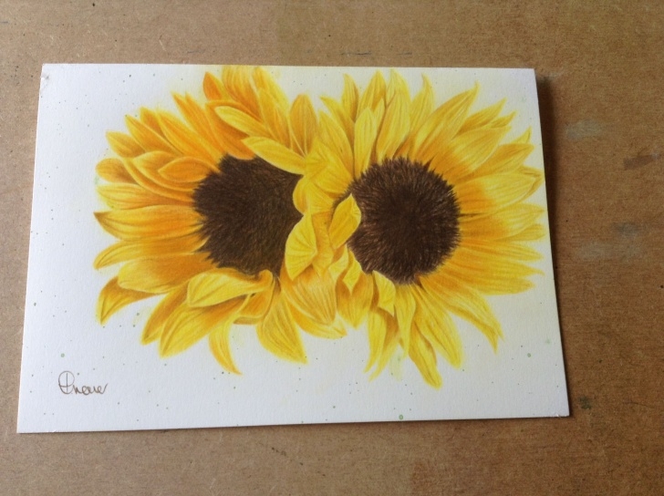Most Inspiring Sunflower Colored Pencil Tutorials Sunflowers Faber Castell Polychromos | Colored Pencil Art | Color Pics