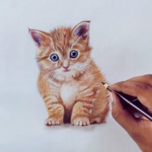 Animal Colored Pencil Drawings