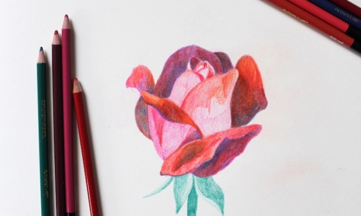Nice Colored Pencil Drawings Step By Step Tutorials Learn To Draw This Rose, Step By Step! Photo