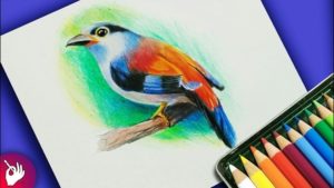 Nice Colour Pencil Sketches Tutorials How To Draw Bird With Colour Pencil Step By Step Picture