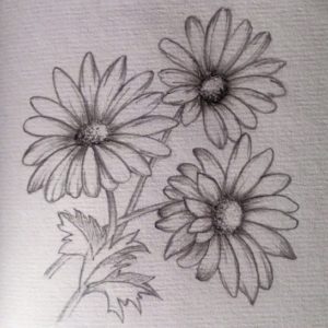 Daisy Pencil Drawing