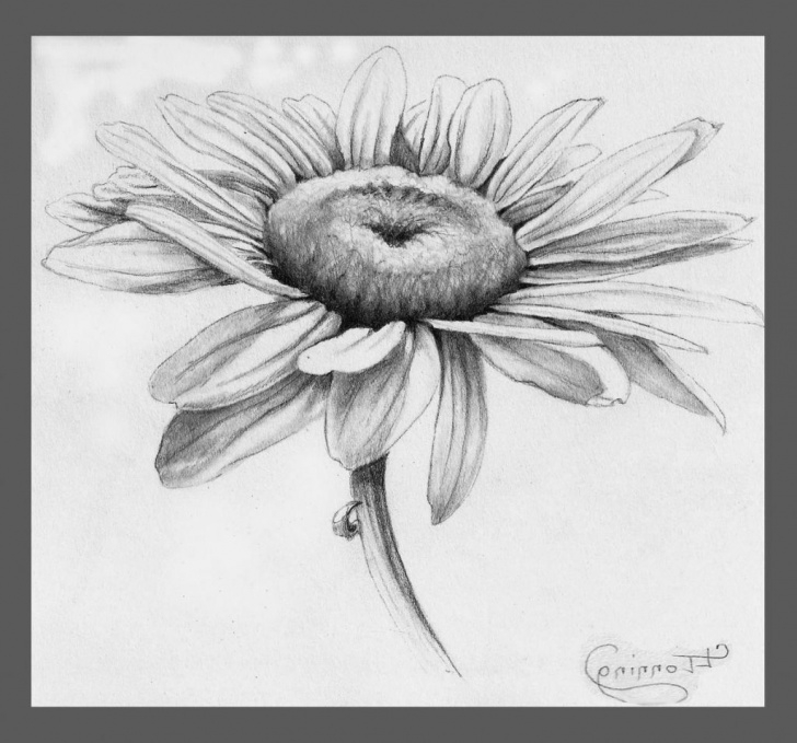Nice Daisy Pencil Drawing Tutorials Daisy Pencil Drawing Pencil Drawing Of Leaves Pencil Sketch Drawing Images