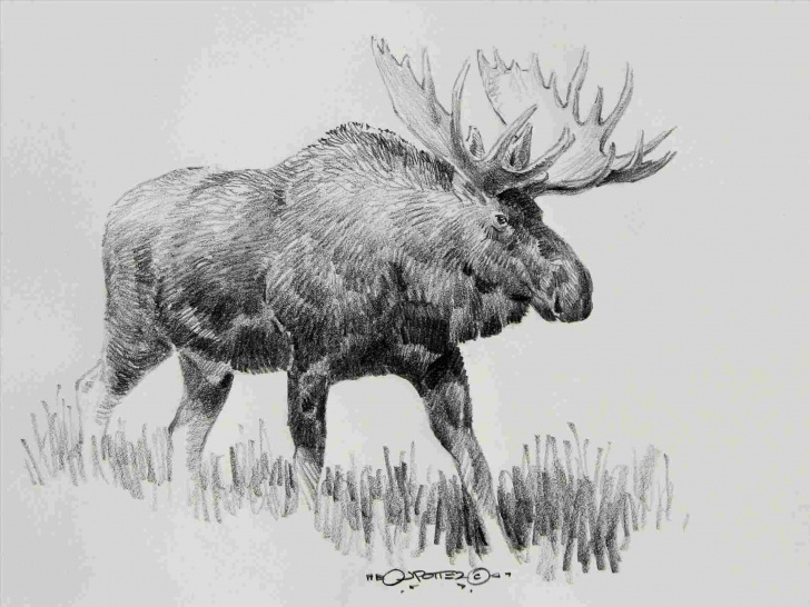 Nice Elk Pencil Drawings Tutorial That-Are-Cool-Whitetail-Pencil-Drawings-Of-Elk-Deer-Pencil-Drawing Images