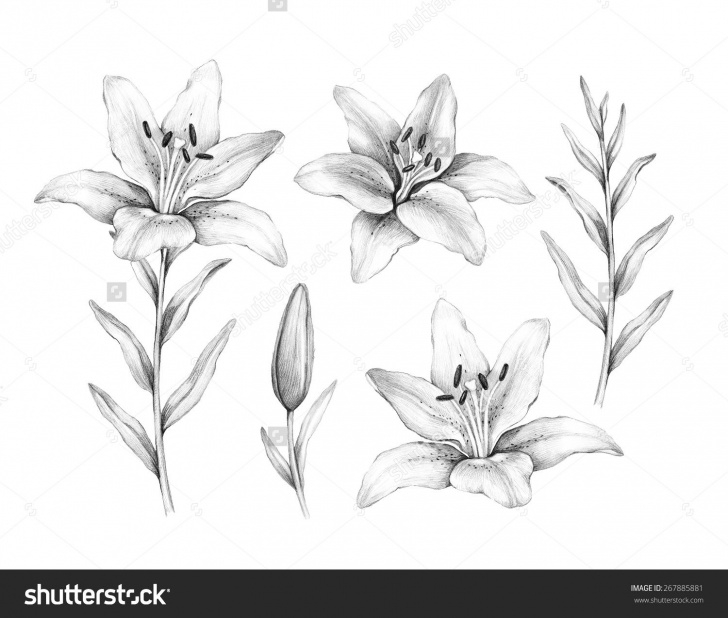 Nice Floral Pencil Drawings for Beginners 8+ Floral Pencil Drawings - Pencil Drawing - Drawing Sketch Painting Image