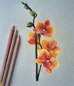 Nice Flower Colour Pencil Drawing for Beginners 50 Beautiful Color Pencil Drawings From Top Artists Around The World Pics
