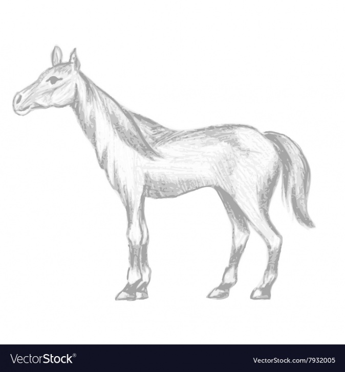 Nice Horse Pencil Drawing Ideas Hand Drawn Horse Pencil Drawing Of Mare Pic