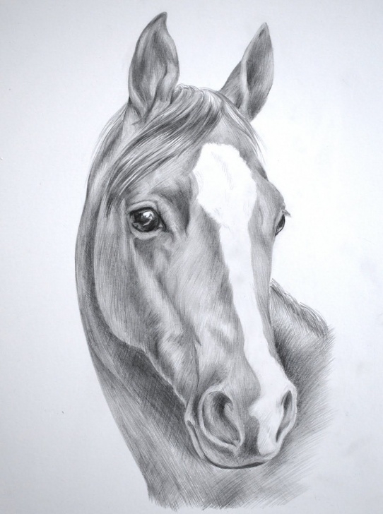 Nice Horse Pencil Drawing Techniques Images For > Wild Horse Drawings In Pencil | Art | Horse Pencil Photos
