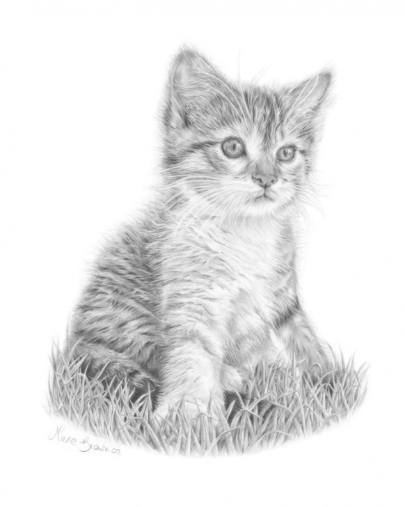 Nice Kitten Pencil Drawing Courses Kitten Pencil Drawing At Paintingvalley | Explore Collection Of Pictures