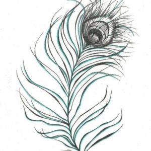 Peacock Feather Pencil Drawing