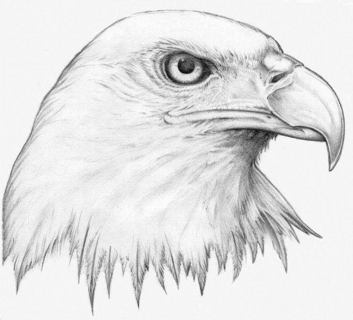 Nice Pencil Drawings Of Animals Techniques for Beginners Animal Drawing, Pencil, Sketch, Colorful, Realistic Art Images Photos