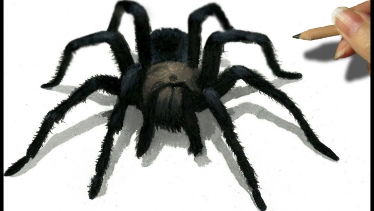 Nice Spider Pencil Drawing Simple 3D Pencil Drawing Of A Black Spider | Jasmina Susak Images