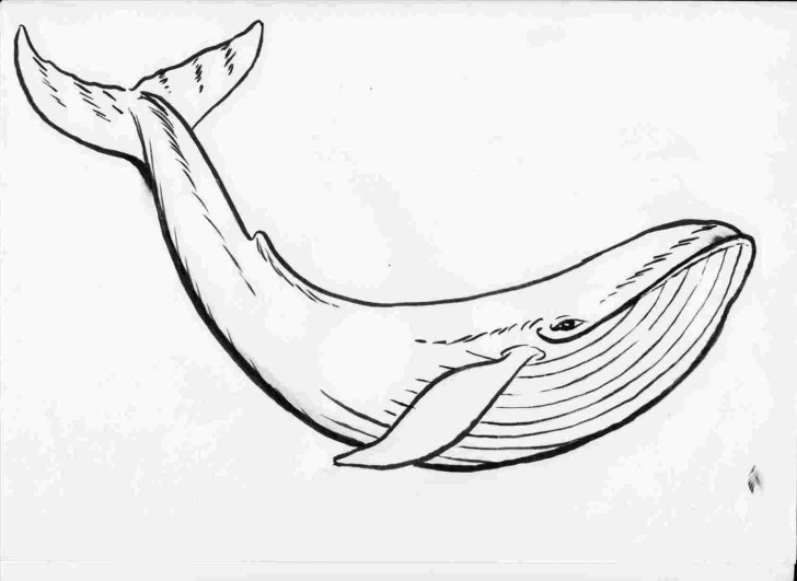 Nice Whale Pencil Drawing Courses Pencil Drawings Of Whales - Gigantesdescalzos Pics