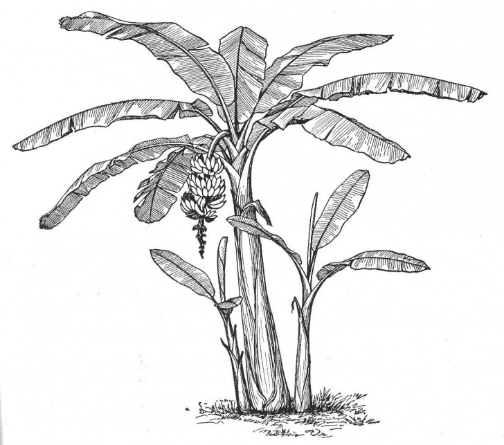 Outstanding Banana Tree Pencil Drawing Step by Step Really Cool Drawing Of A Banana Tree (Really Cool Paintings Pics