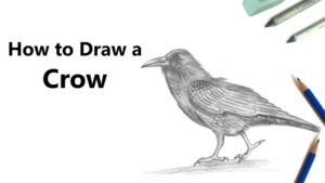 Outstanding Crow Pencil Drawing Free How To Draw A Crow With Pencil [Time Lapse] Pic